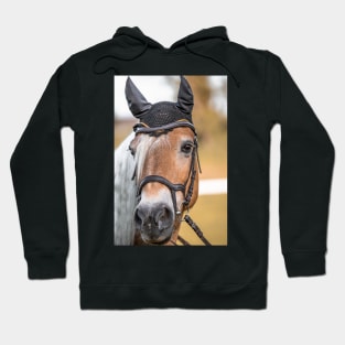 Haflinger mare at the riding arena Hoodie